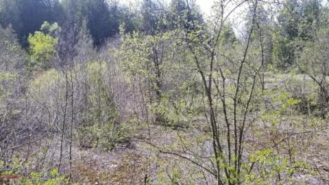 Just a few foundations - Devils-Glen-Quarry12.jpg