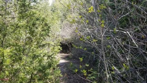 Just a few foundations - Devils-Glen-Quarry17.jpg