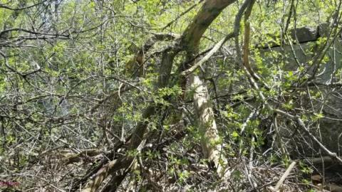 Just a few foundations - Devils-Glen-Quarry24.jpg