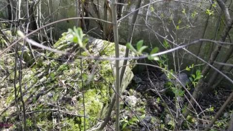 Just a few foundations - Devils-Glen-Quarry7.jpg