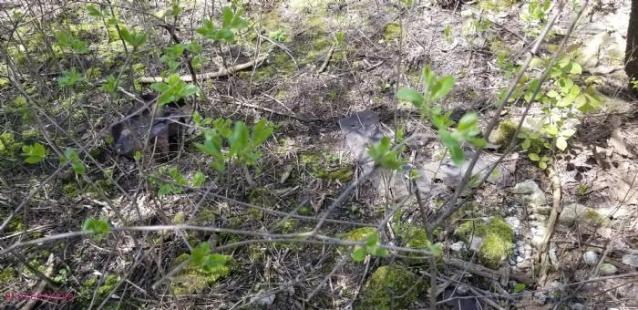 Devils Glen Quarry photo 2