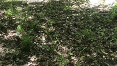 Update: cars gone - Clear-Lake-Car-Dump32.jpeg