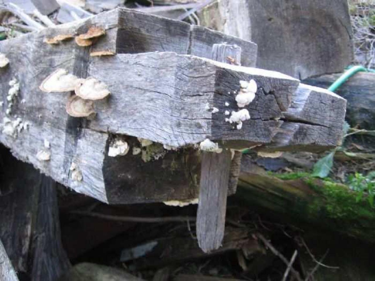 Fall 2011 - IMG_3657.jpg