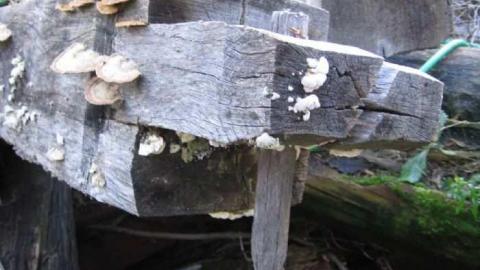 Fall 2011 - IMG_3657.jpg