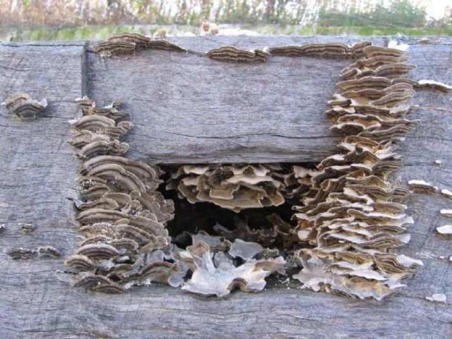 Fall 2011 - IMG_3660.jpg