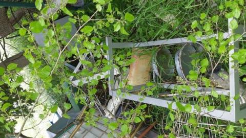 Innisfil Storage Of Unwanted I - Abandoned-Storage-HomesTrailers28.jpg