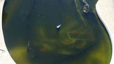 Elmo's World - P1010649Copy.jpg