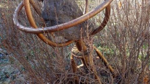 Life Began In A Garden '18 - Hypnosis--Counselling-No-More12.jpg