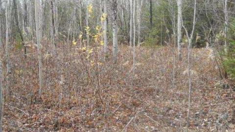 November 11, 2011 - Second-Street8.jpg