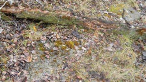 November 11, 2011 - Second-Street18.jpg