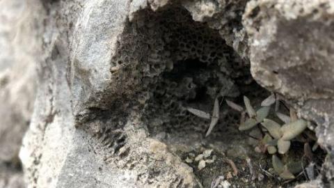 Photo from Stone Road Fossils/Crystals