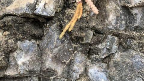 Stone Road Fossils/Crystals - Stone-Rd-Prison-Quarry23.jpeg