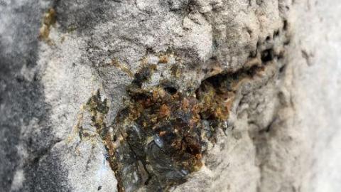 Stone Road Fossils/Crystals - Stone-Rd-Prison-Quarry26.jpeg