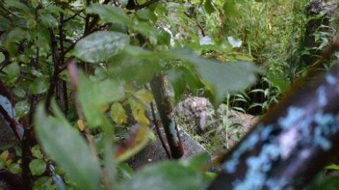 August 2019 - Abandoned-Pool81.jpg