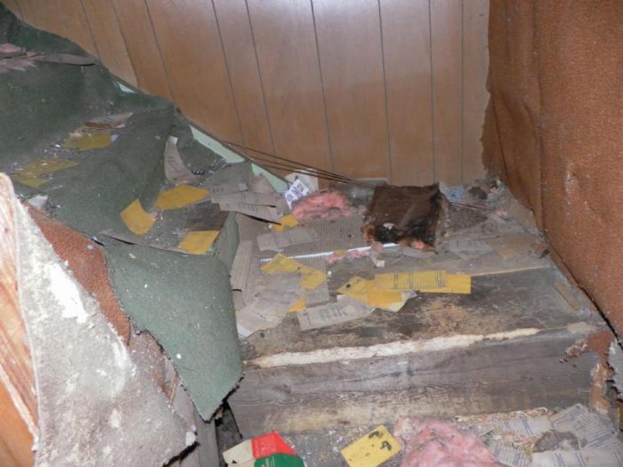 hermit - SAM_0733.jpg