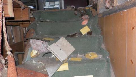 hermit - SAM_0734.jpg