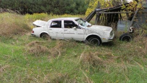 hermit - SAM_0746.jpg