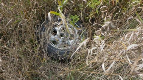 hermit - SAM_0766.jpg