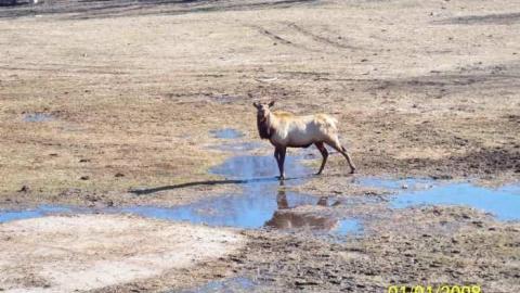 Domain Ride Remains - Canadian-Domain-Ride4.jpg