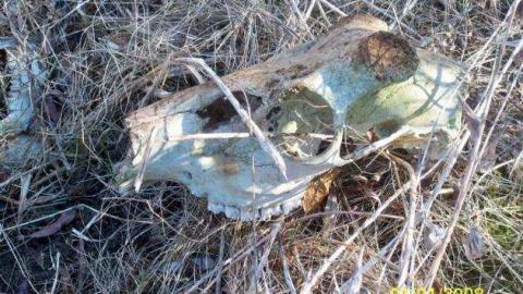 Domain Ride Remains - Canadian-Domain-Ride5.jpg