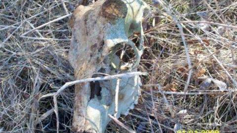 Domain Ride Remains - Canadian-Domain-Ride21.jpg