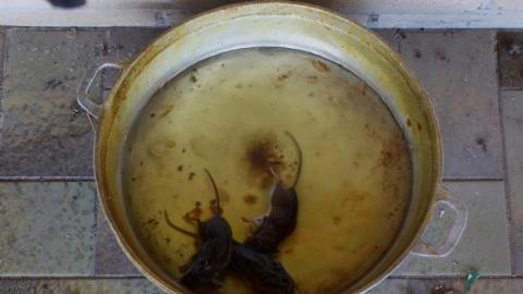 Let's Twist Again '19 - DSC04961.jpg