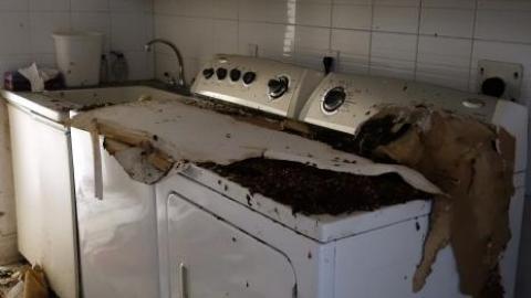 Fallen Leaves '19 - DSC05043.jpg