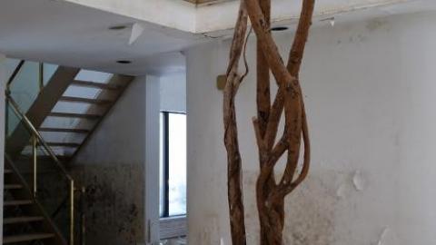 Fallen Leaves '19 - DSC05045.jpg