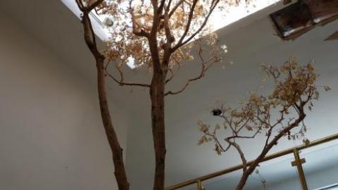 Fallen Leaves '19 - DSC05048.jpg