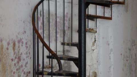 Fallen Leaves '19 - DSC05077.jpg