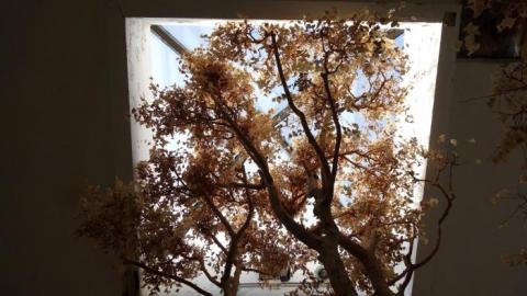 Fallen Leaves '19 - DSC05094.jpg