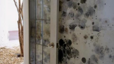 Fallen Leaves '19 - DSC05098.jpg