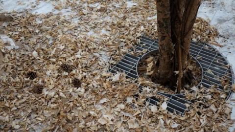 Fallen Leaves '19 - DSC05105.jpg