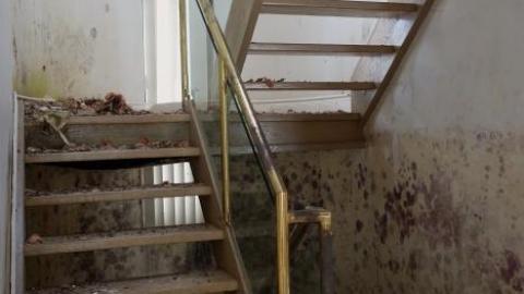 Fallen Leaves '19 - DSC05111.jpg