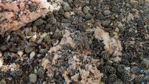 Fallen Leaves '19 - DSC05121.jpg