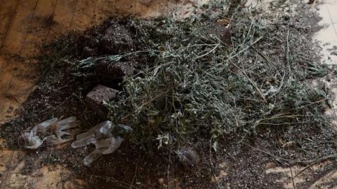 Budding Room & More '19 - DSC06842.jpg