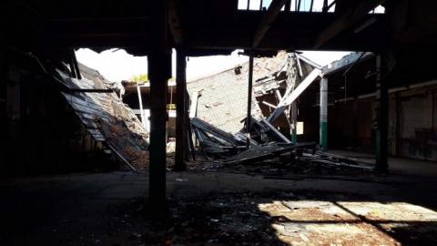 Old plant. - S-and-L-Plant96.jpg