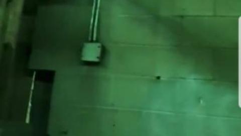 Old plant. - S-and-L-Plant92.jpg