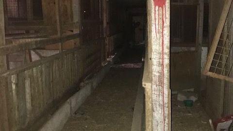 april 2020 day visit(lockedup) - Carrique-Property39.jpg