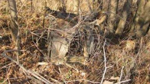 Mt Wolfe - Mt-Wolfe-Farm22.jpg