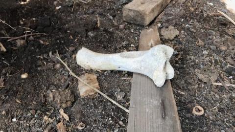 april 2020 - IMG_5026.jpg