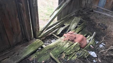 april 2020 - IMG_5023.jpg