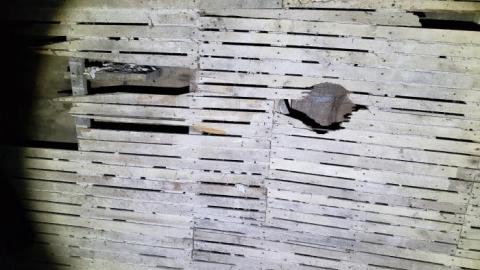 Collapse and Decay - 20200404_230536.jpg