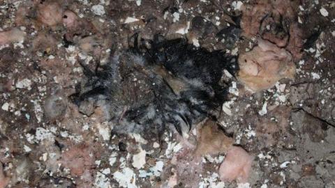 Why you damage yoself? - IMG_7176.jpg