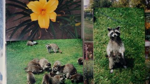 Hidden Butterflies '19 - DSC02072.jpg