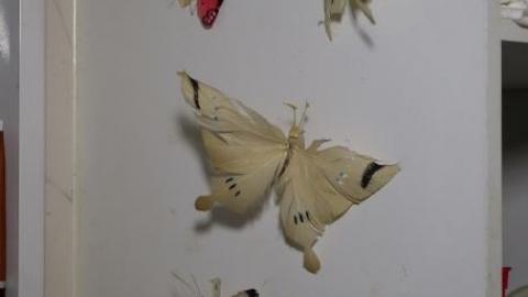 Hidden Butterflies '19 - DSC02077.jpg