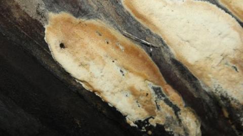 Death Inside - IMG_9413.jpg