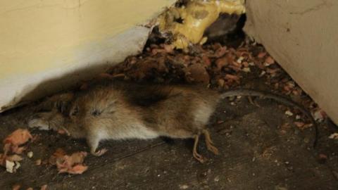 Smells Just Like Camping - IMG_9481.jpg