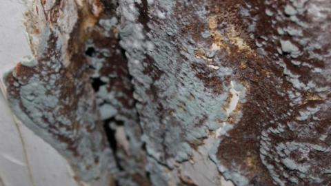 Mid March 20' - IMG_5446.jpg