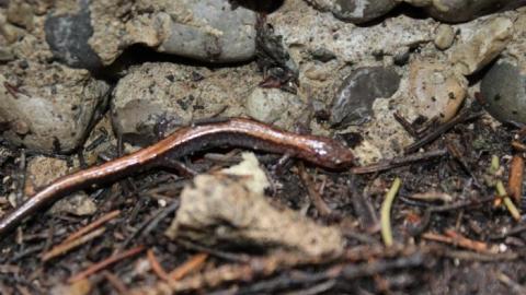 Plains Plentiful Playground - IMG_0327.jpg